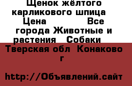 Щенок жёлтого карликового шпица  › Цена ­ 50 000 - Все города Животные и растения » Собаки   . Тверская обл.,Конаково г.